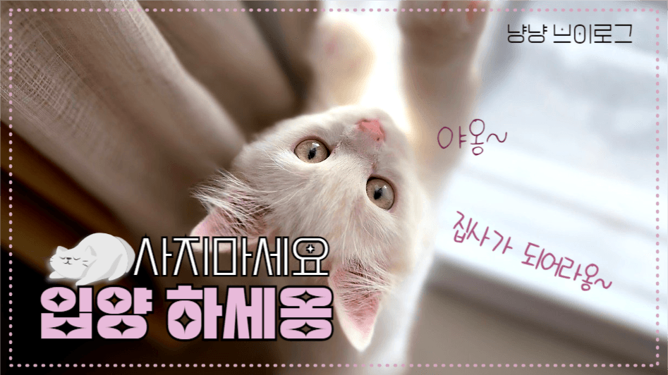 사지마세요 입양하세요_ 고양이브이로그