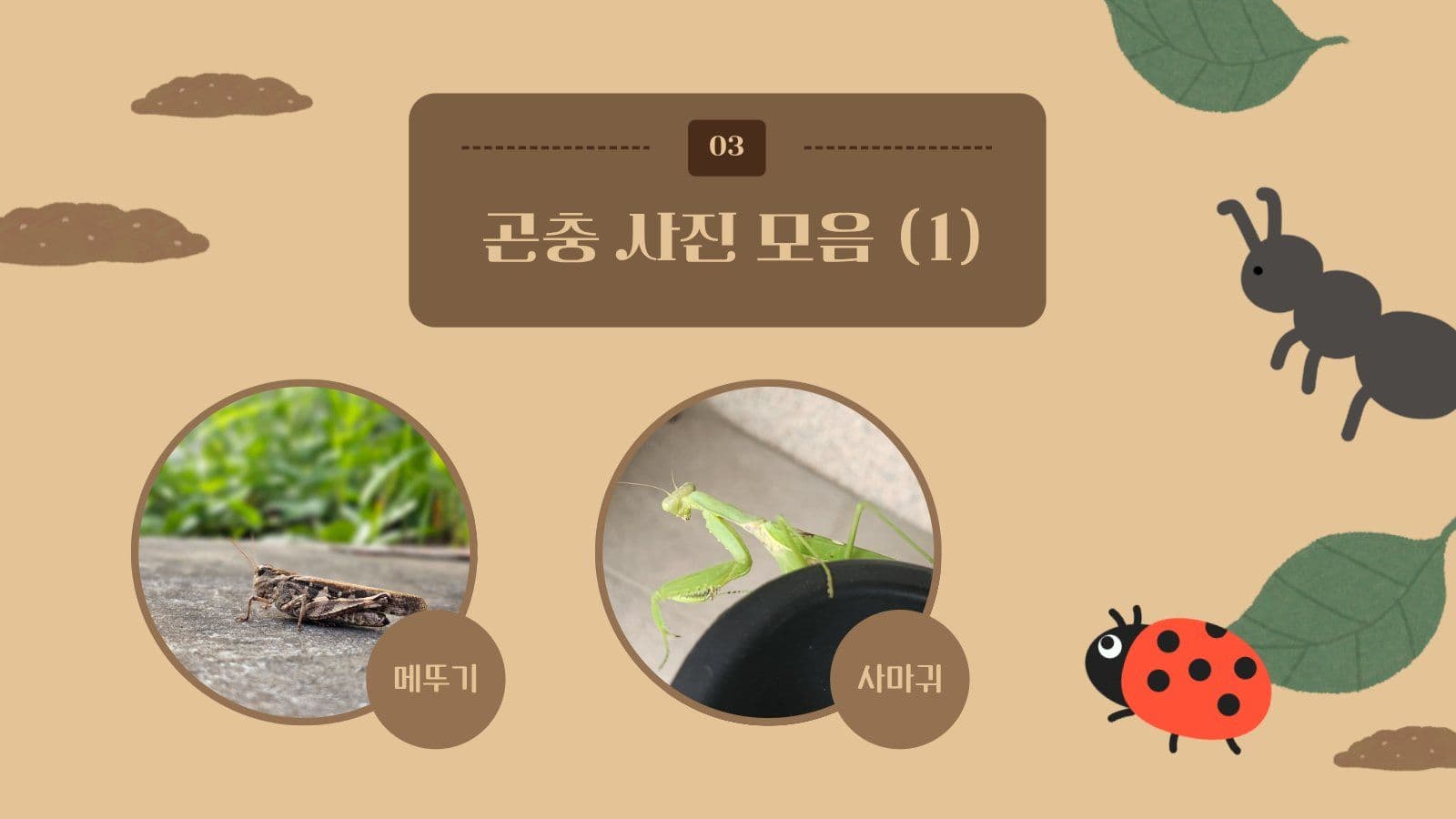 곤충 관찰 프로그램 안내 PPT