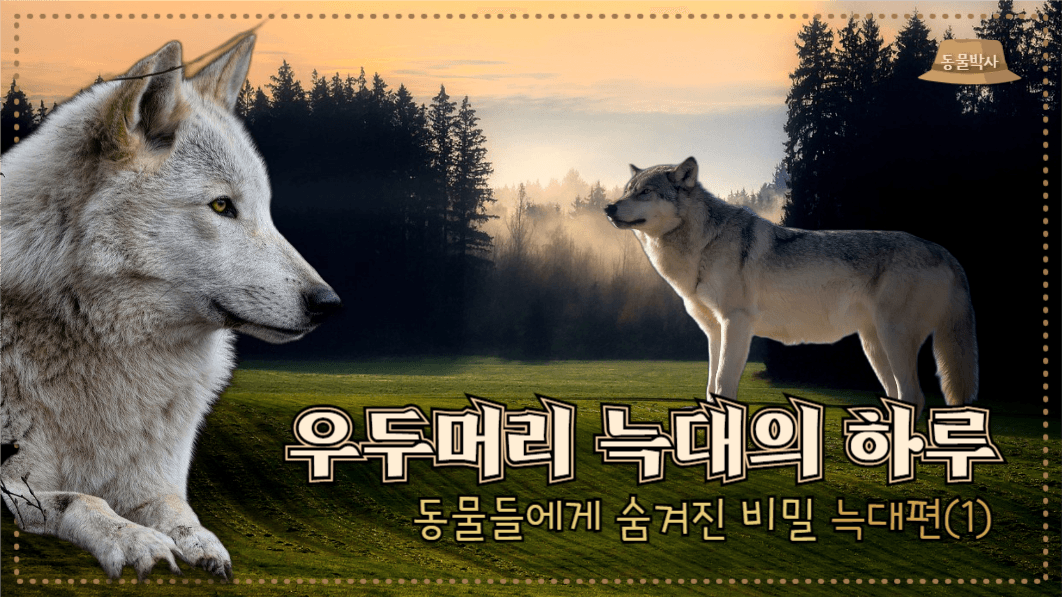 유튜브썸네일_우두머리 늑대의 하루