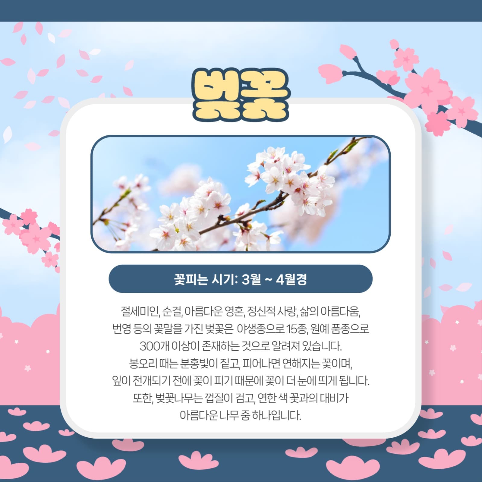 봄꽃 모음