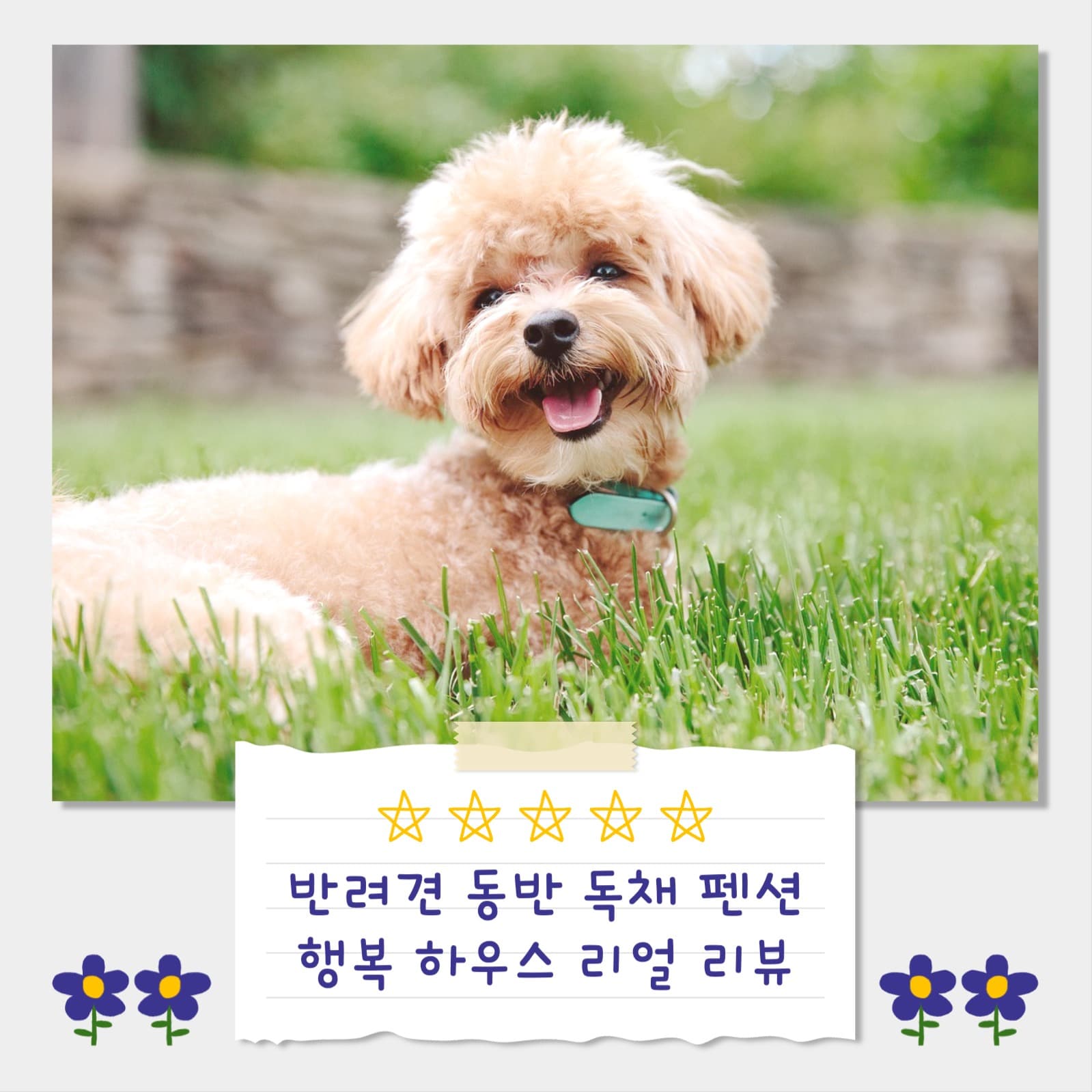 반려견 동반 펜션 리뷰 인스타그램