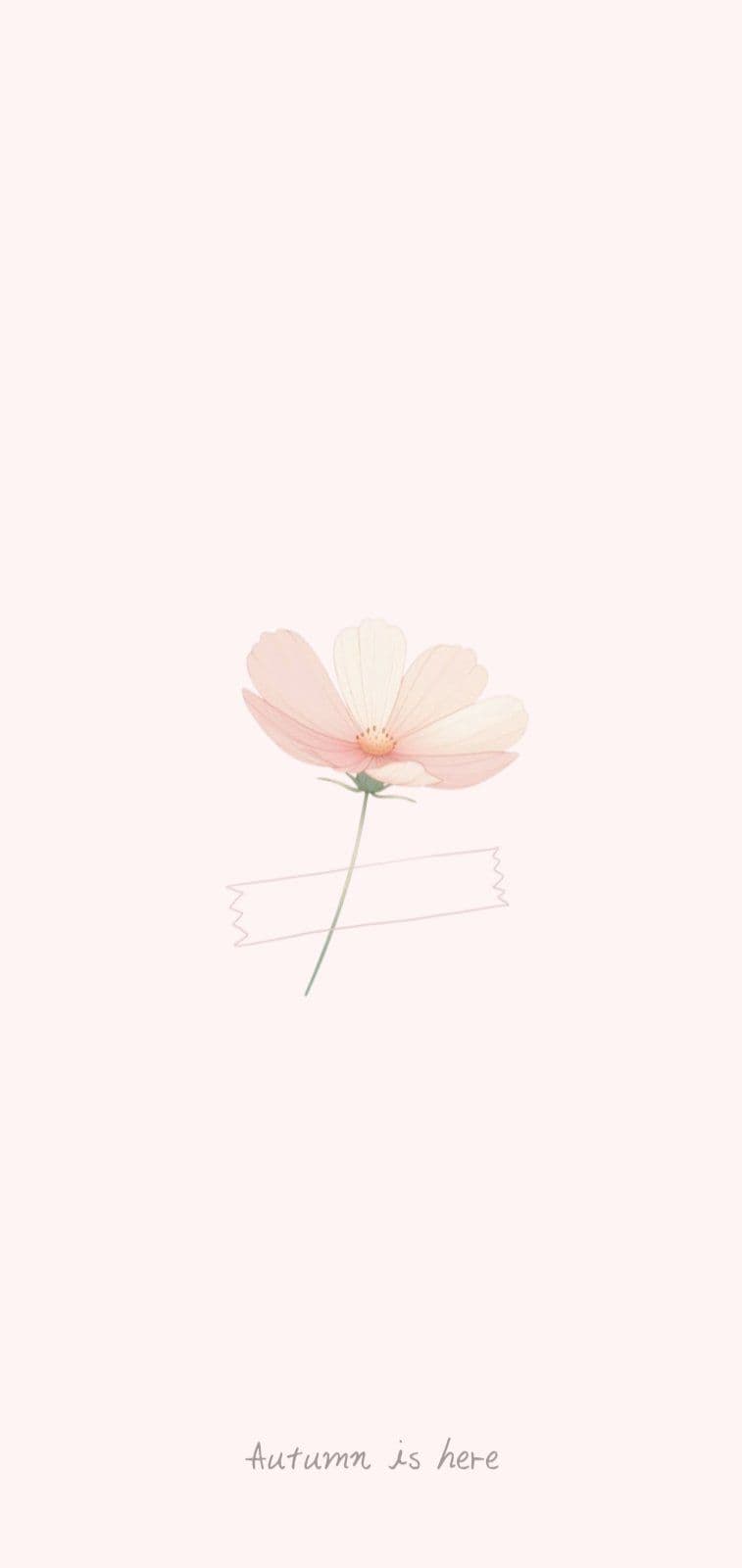 코스모스 플라워 모바일 배경화면